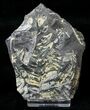 Fossil Seed Fern Plate - Pennsylvania #15854-1